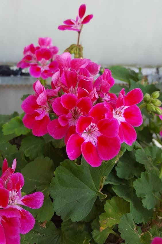 Ivy Geranium Flower Seeds – Trailing Blooms for Hanging Baskets and Gardens - Image 6