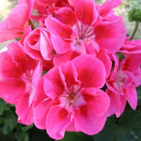 Ivy Geranium Flower Seeds – Trailing Blooms for Hanging Baskets and Gardens - Image 7