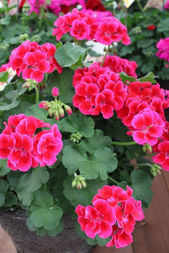 Ivy Geranium Flower Seeds – Trailing Blooms for Hanging Baskets and Gardens - Image 8