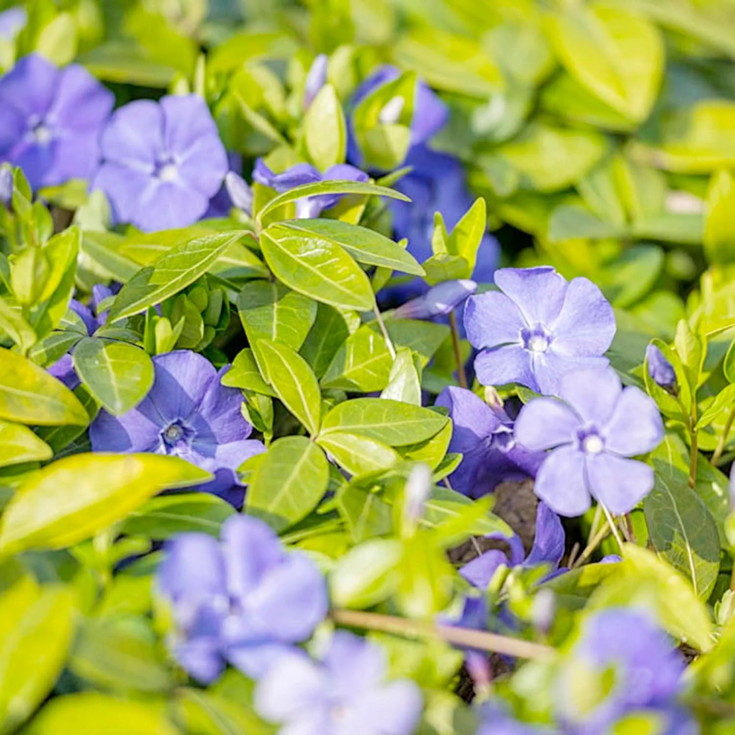 40Pcs Periwinkle Seeds | Low-Growing Evergreen Perennial | Ground Covers | Drought Tolerant | Attracts Butterflies | Borders Outdoor