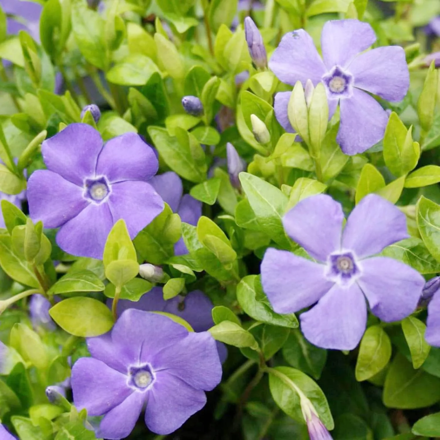 40Pcs Periwinkle Seeds | Low-Growing Evergreen Perennial | Ground Covers | Drought Tolerant | Attracts Butterflies | Borders Outdoor - Image 3