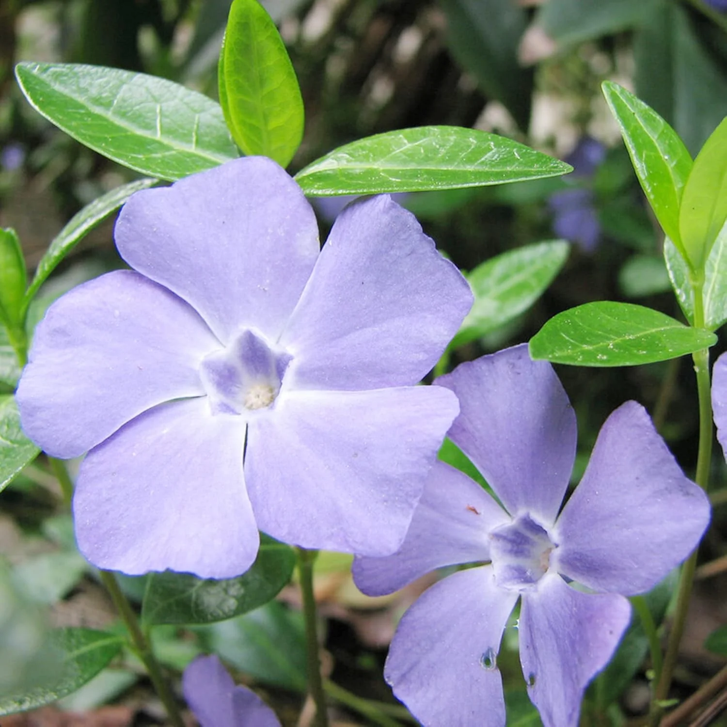 40Pcs Periwinkle Seeds | Low-Growing Evergreen Perennial | Ground Covers | Drought Tolerant | Attracts Butterflies | Borders Outdoor - Image 4
