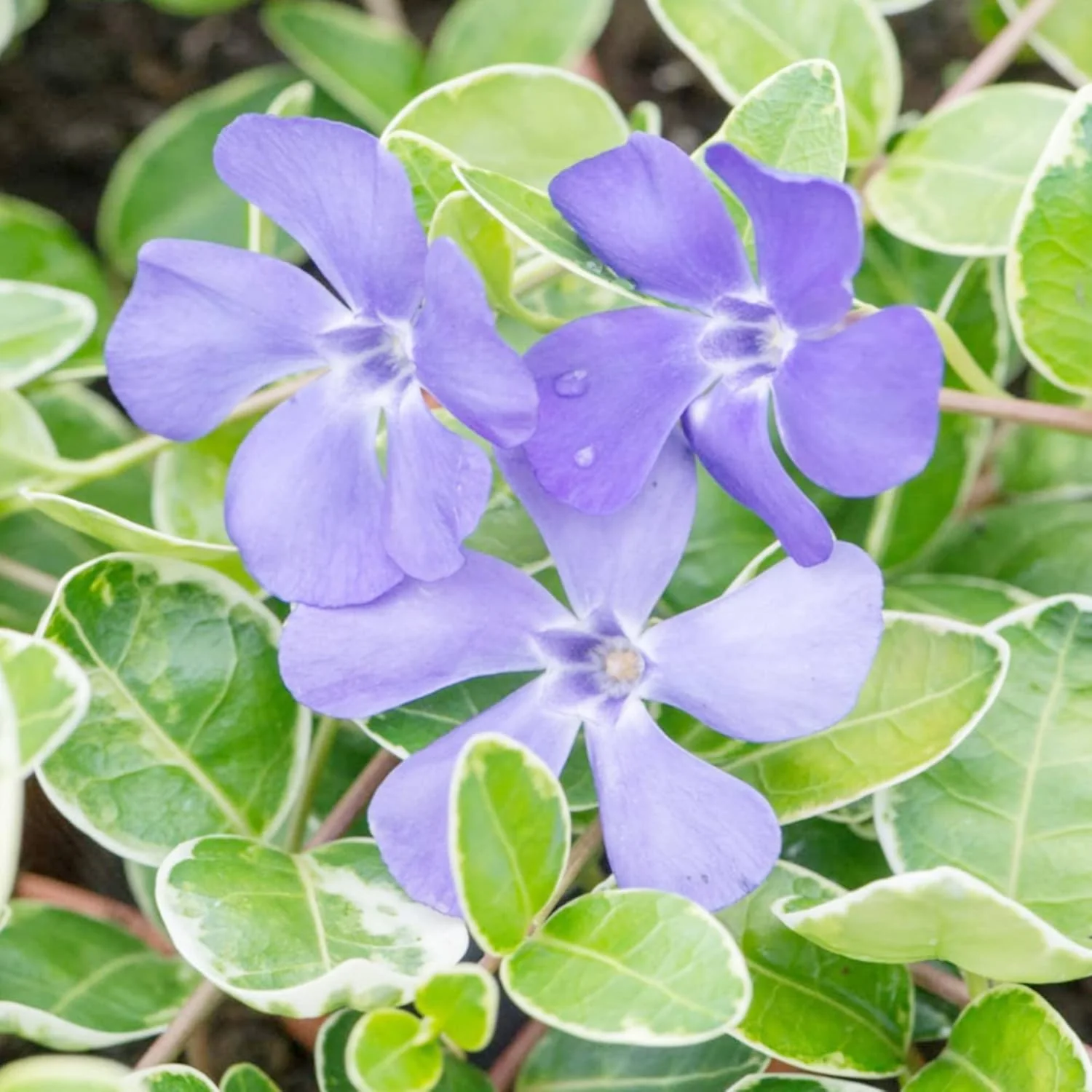 40Pcs Periwinkle Seeds | Low-Growing Evergreen Perennial | Ground Covers | Drought Tolerant | Attracts Butterflies | Borders Outdoor - Image 5