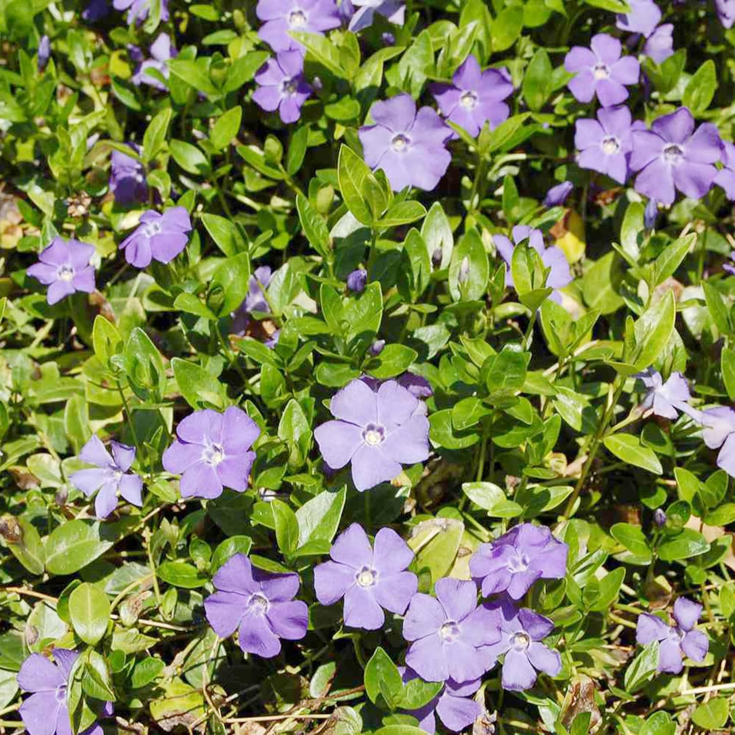 40Pcs Periwinkle Seeds | Low-Growing Evergreen Perennial | Ground Covers | Drought Tolerant | Attracts Butterflies | Borders Outdoor - Image 6
