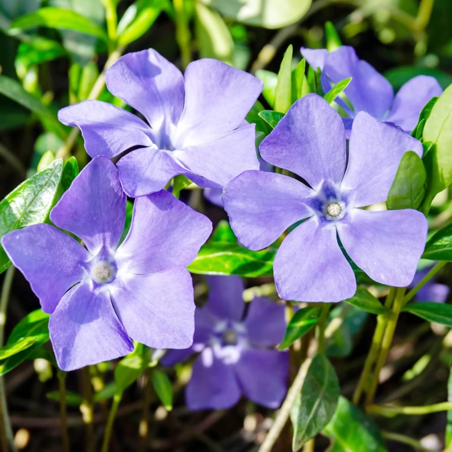 40Pcs Periwinkle Seeds | Low-Growing Evergreen Perennial | Ground Covers | Drought Tolerant | Attracts Butterflies | Borders Outdoor - Image 7