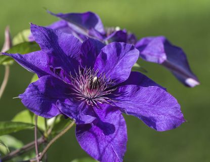 50 Dark Purple Clematis Seeds | Blooming Climbing Perennial Flowers | Flower Vine | Perennial Climber