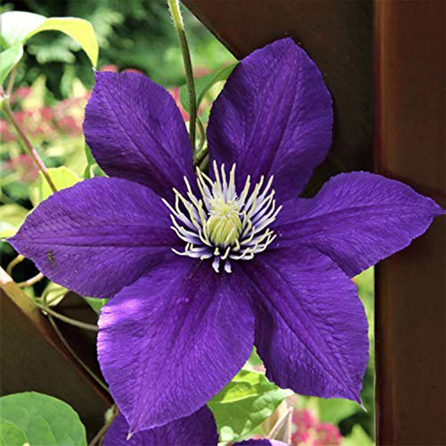 50 Dark Purple Clematis Seeds | Blooming Climbing Perennial Flowers | Flower Vine | Perennial Climber - Image 3