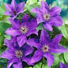 50 Dark Purple Clematis Seeds | Blooming Climbing Perennial Flowers | Flower Vine | Perennial Climber - Image 5