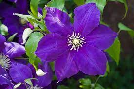 50 Dark Purple Clematis Seeds | Blooming Climbing Perennial Flowers | Flower Vine | Perennial Climber - Image 6