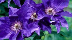 50 Dark Purple Clematis Seeds | Blooming Climbing Perennial Flowers | Flower Vine | Perennial Climber - Image 7