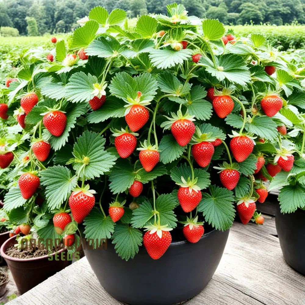 Hokowase Strawberry Seeds, Elevate Your Garden with Japanese Strawberry Seeds for Planting