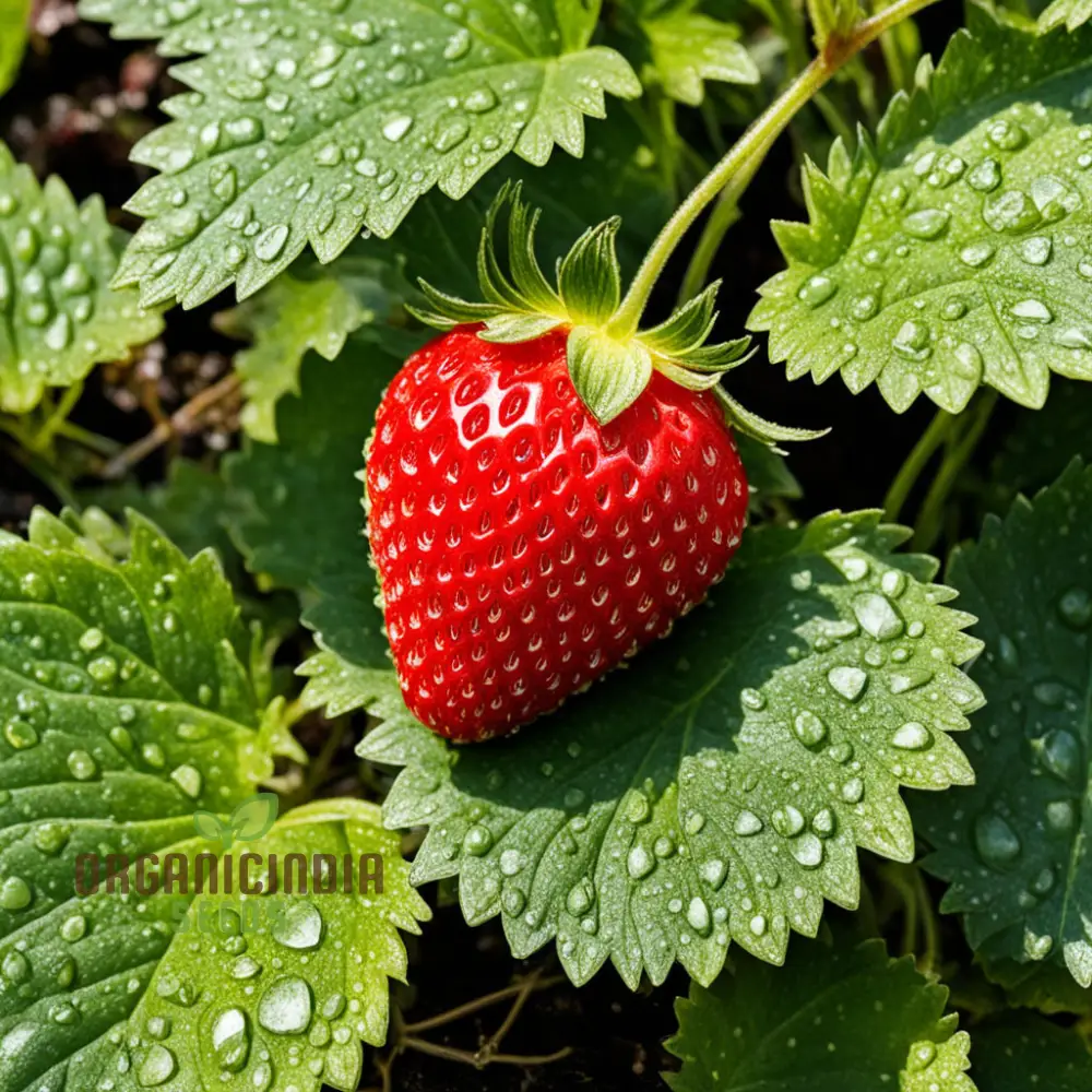 Hokowase Strawberry Seeds, Elevate Your Garden with Japanese Strawberry Seeds for Planting - Image 3