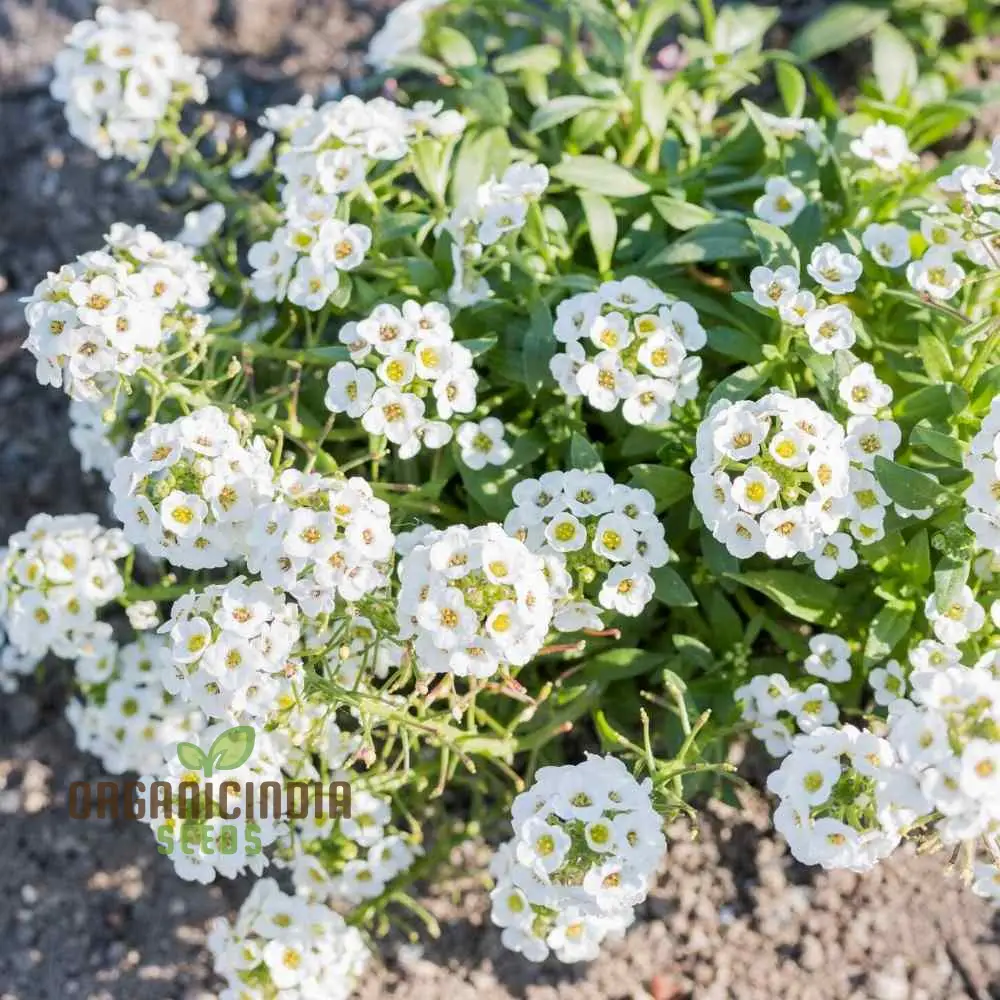 Lobularia Maritima Alyssum Sweet Drought & Heat Tolerant Wild Flowers Seeds for Gardening Enthusiasts