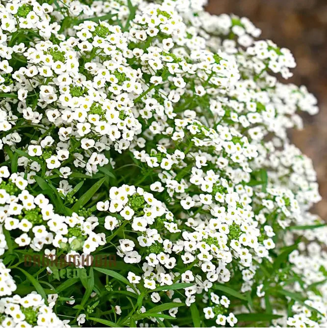 Lobularia Maritima Alyssum Sweet Drought & Heat Tolerant Wild Flowers Seeds for Gardening Enthusiasts - Image 3