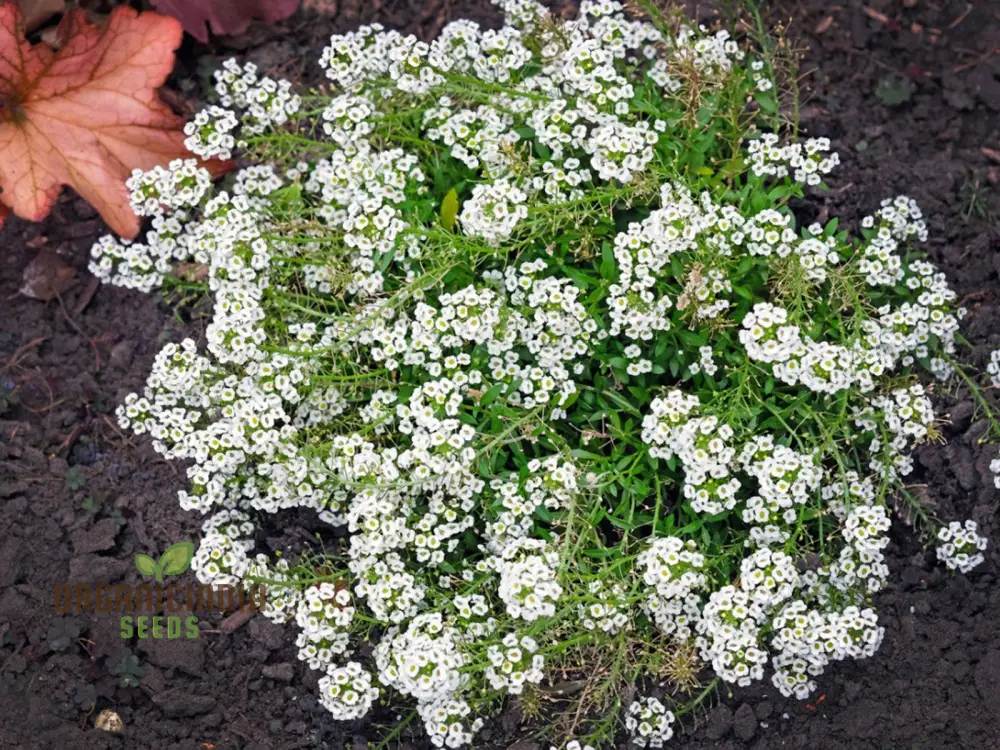 Lobularia Maritima Alyssum Sweet Drought & Heat Tolerant Wild Flowers Seeds for Gardening Enthusiasts - Image 4