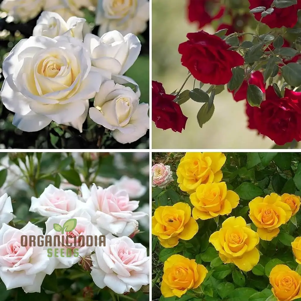 Mixed Rose Seeds for Planting Non-GMO Flower Seeds for Home Garden - Premium Gardening Seeds for Vibrant Blooms - Ideal for Garden Enthusiasts and Beginners Alike - Image 3