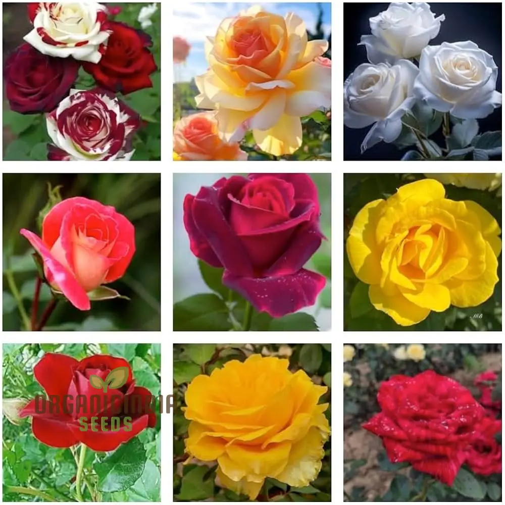 Mixed Rose Seeds for Planting Non-GMO Flower Seeds for Home Garden - Premium Gardening Seeds for Vibrant Blooms - Ideal for Garden Enthusiasts and Beginners Alike - Image 4