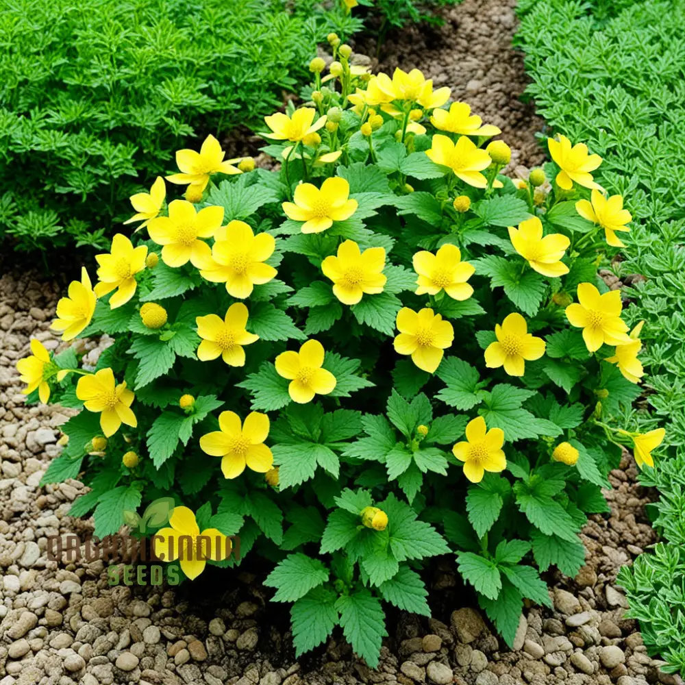 Kerria Japonica Yellow Flower Seeds for Planting – Deciduous Shrub with Spring Blooms for Garden Borders, Landscaping, Hedges & Outdoor Spaces - Image 3