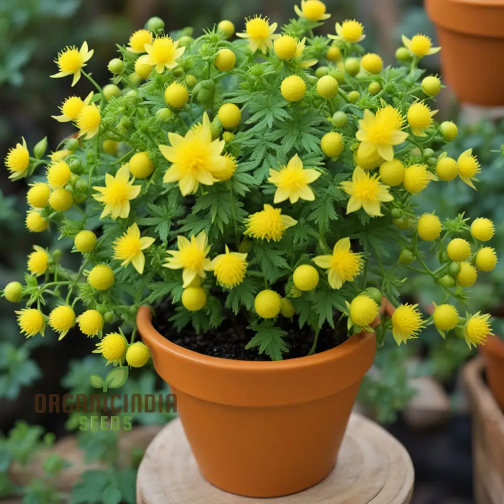 Kerria Japonica Yellow Flower Seeds for Planting – Deciduous Shrub with Spring Blooms for Garden Borders, Landscaping, Hedges & Outdoor Spaces - Image 4
