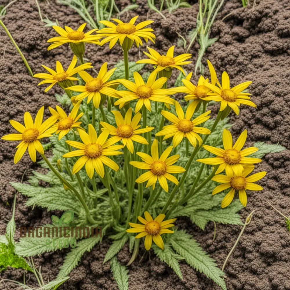 Yellow Meadow Arnica Flower Seeds, Bright Garden Blooms, Easy-to-Grow Wildflower
