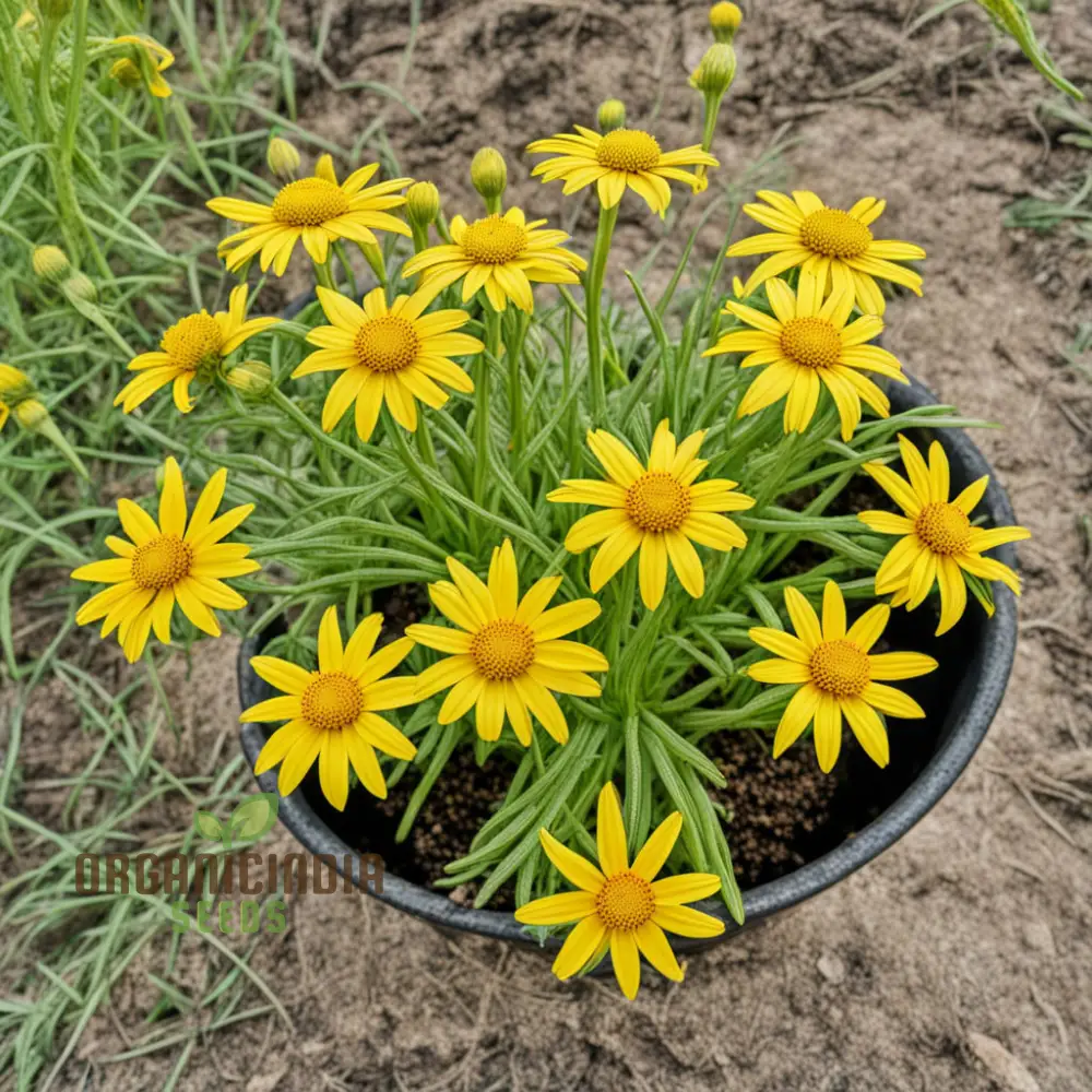 Yellow Meadow Arnica Flower Seeds, Bright Garden Blooms, Easy-to-Grow Wildflower - Image 3