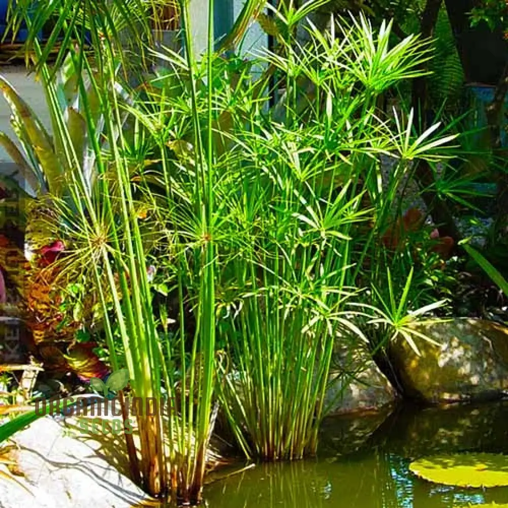 Green Cyperus Papyrus Flower Seeds, Premium Quality (50pcs)