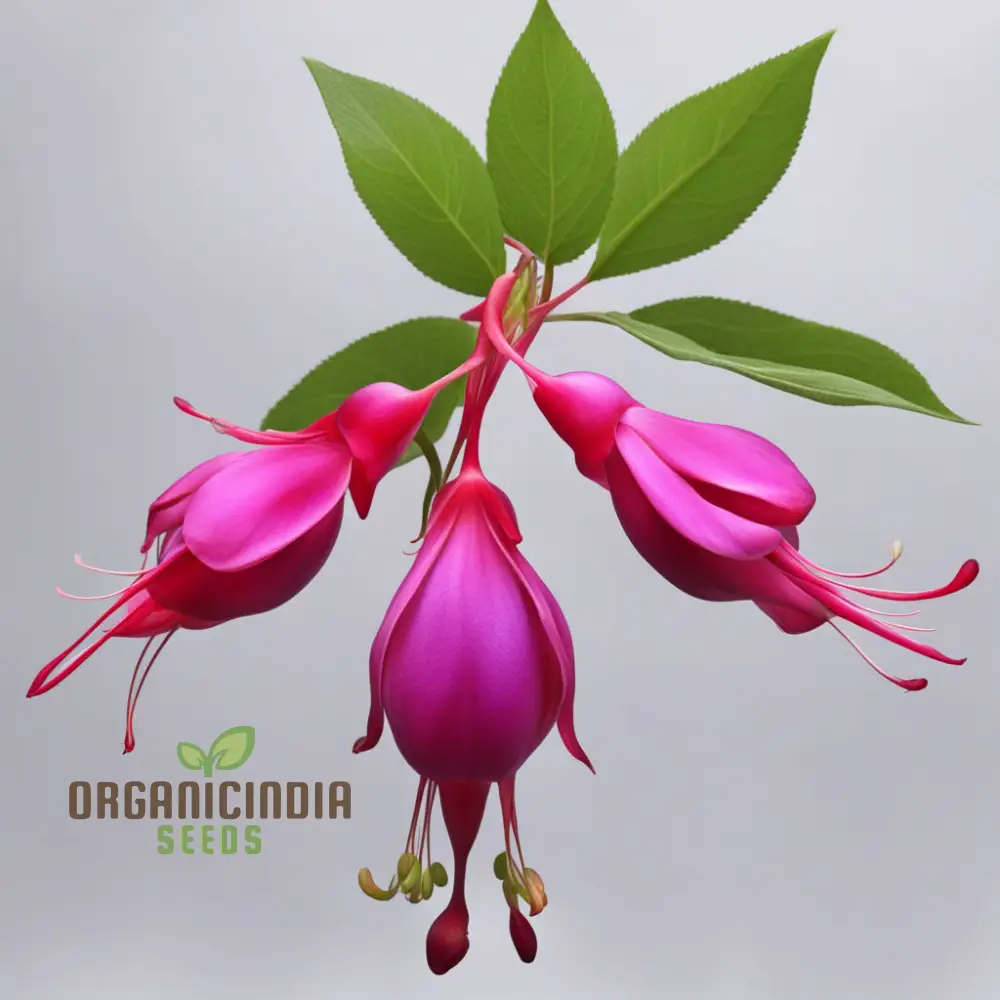 Purple and Red Fuchsia Seeds – Vibrant Hanging Garden Blooms - Image 3