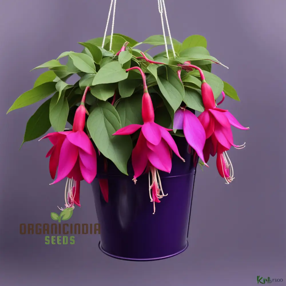 Purple and Red Fuchsia Seeds – Vibrant Hanging Garden Blooms - Image 4