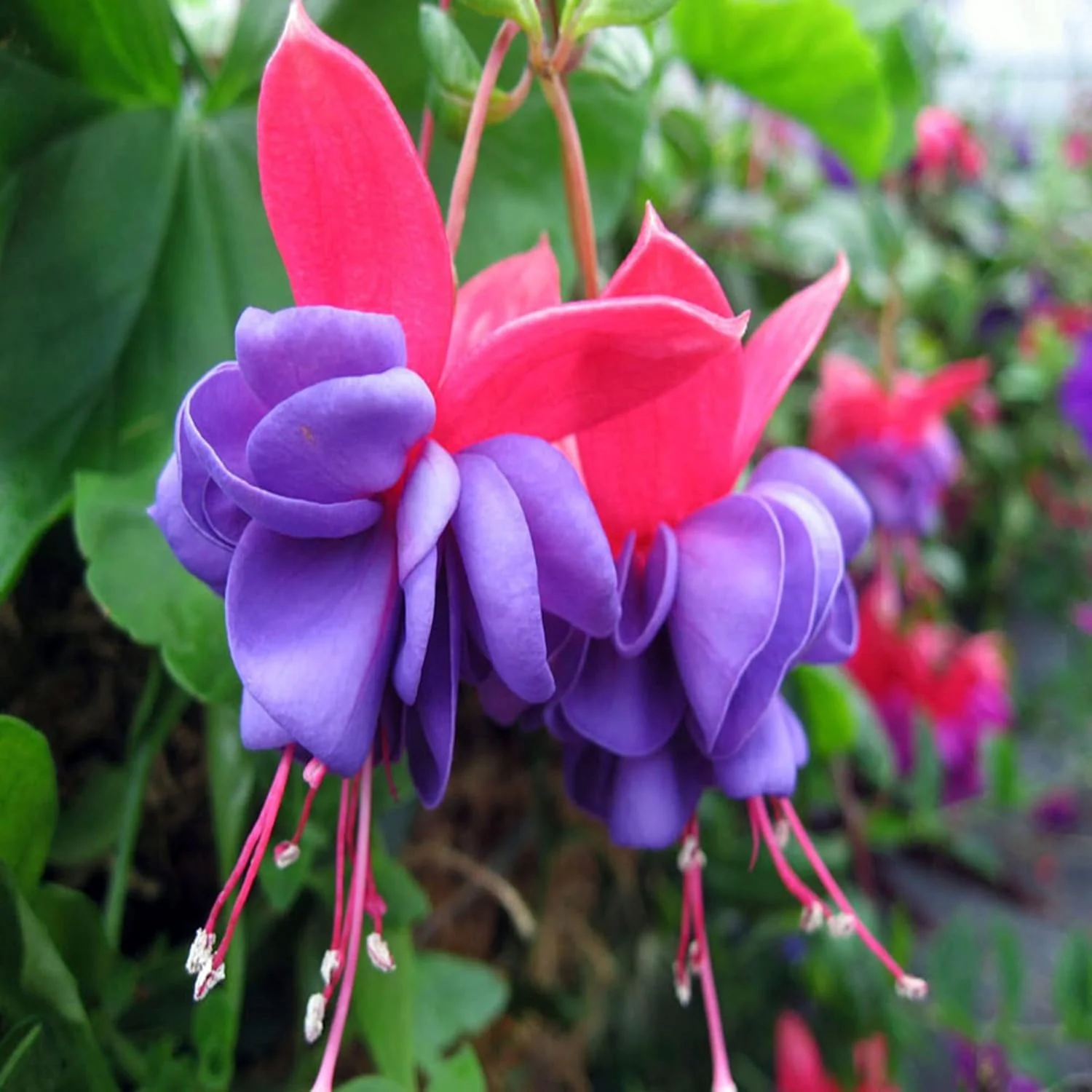 Purple and Red Fuchsia Seeds – Vibrant Hanging Garden Blooms - Image 5