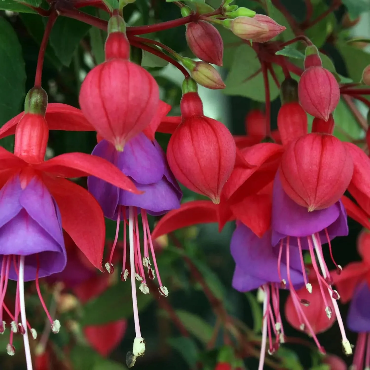 Purple and Red Fuchsia Seeds – Vibrant Hanging Garden Blooms - Image 6