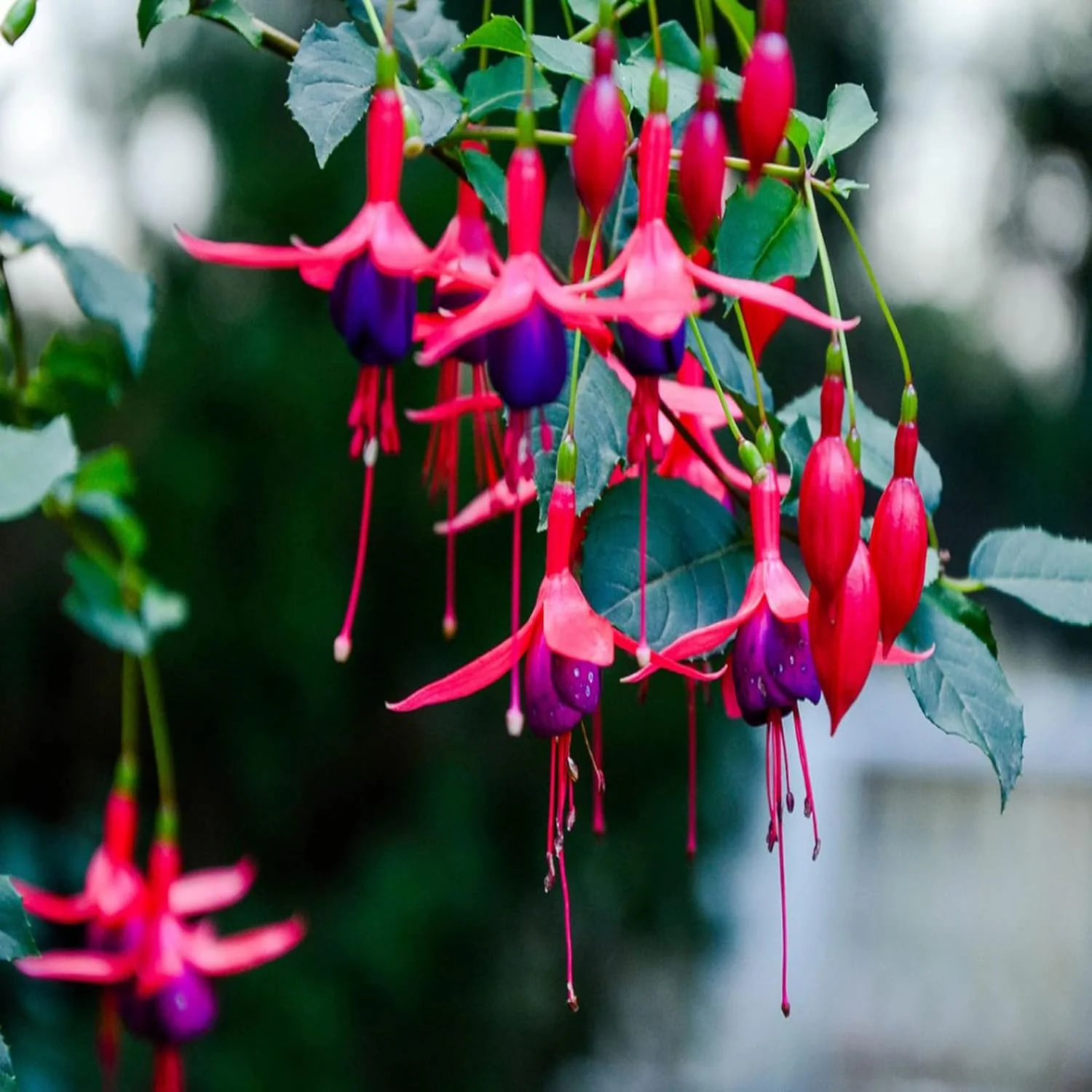 Purple and Red Fuchsia Seeds – Vibrant Hanging Garden Blooms - Image 7