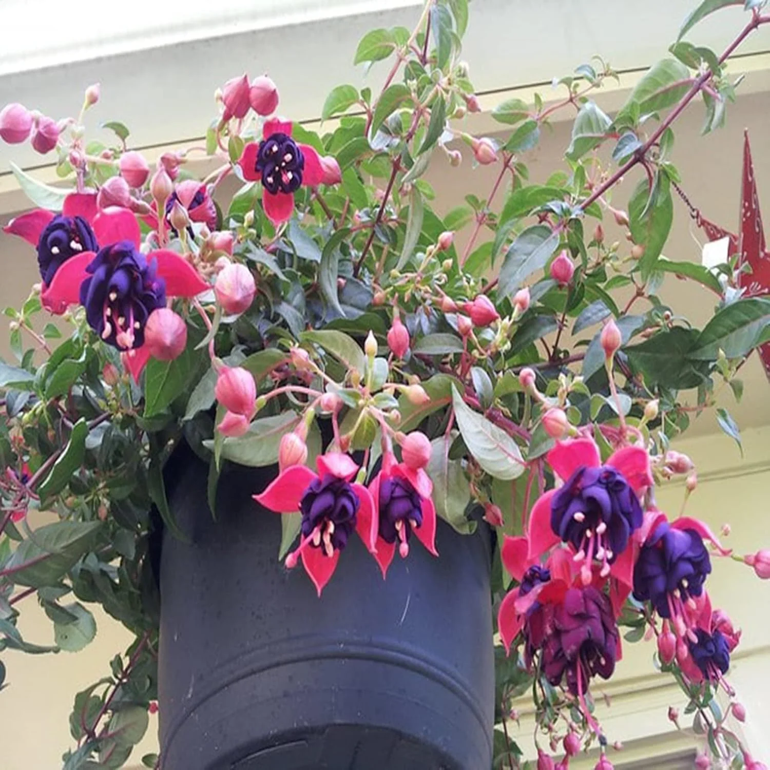 Purple and Red Fuchsia Seeds – Vibrant Hanging Garden Blooms - Image 8