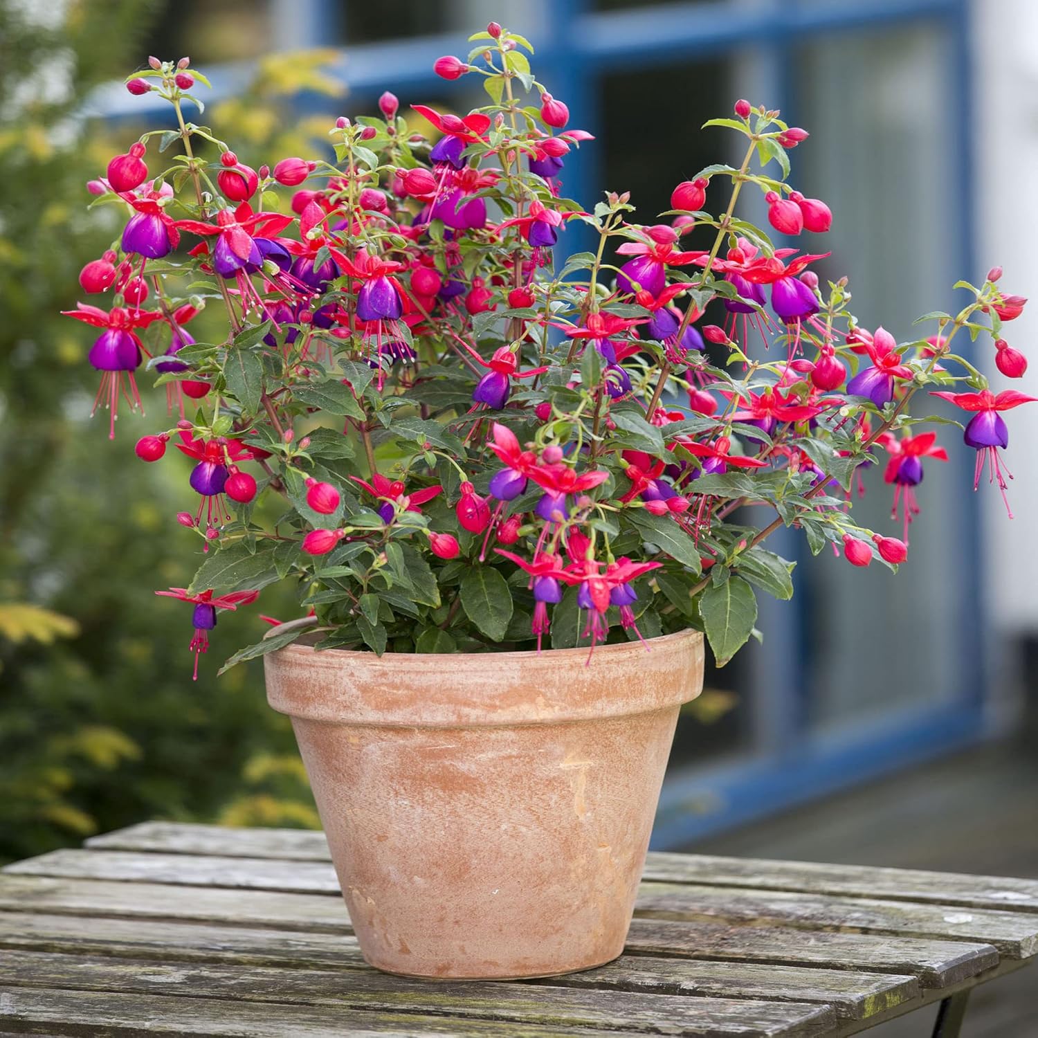 Purple and Red Fuchsia Seeds – Vibrant Hanging Garden Blooms - Image 9