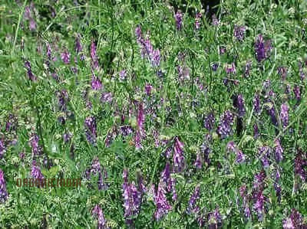 50pcs Purple Vetch Flower Seeds, Fresh Purple Vetch Seeds Pack of 50, Fresh Purple Vetch Seeds Pack of 50