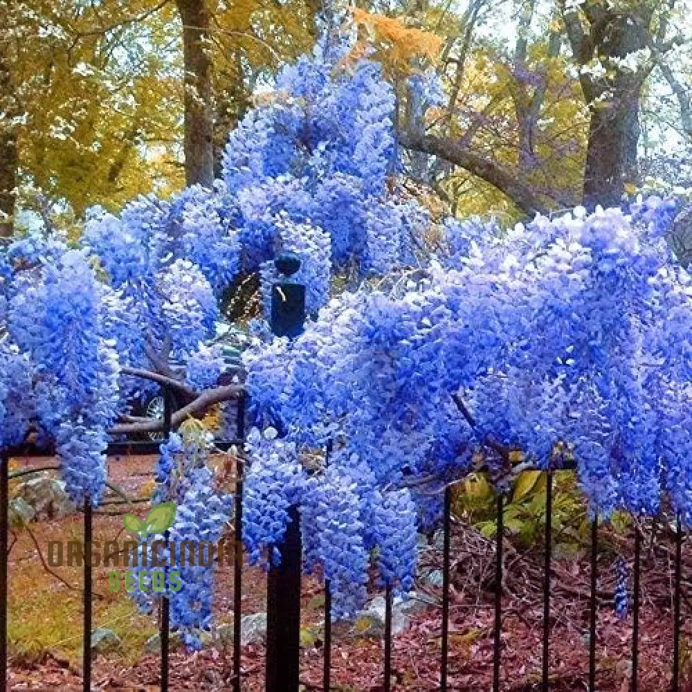 Blue Wisteria Seeds Packet, Blue Wisteria Seeds for Gardening, Premium Blue Wisteria Seeds