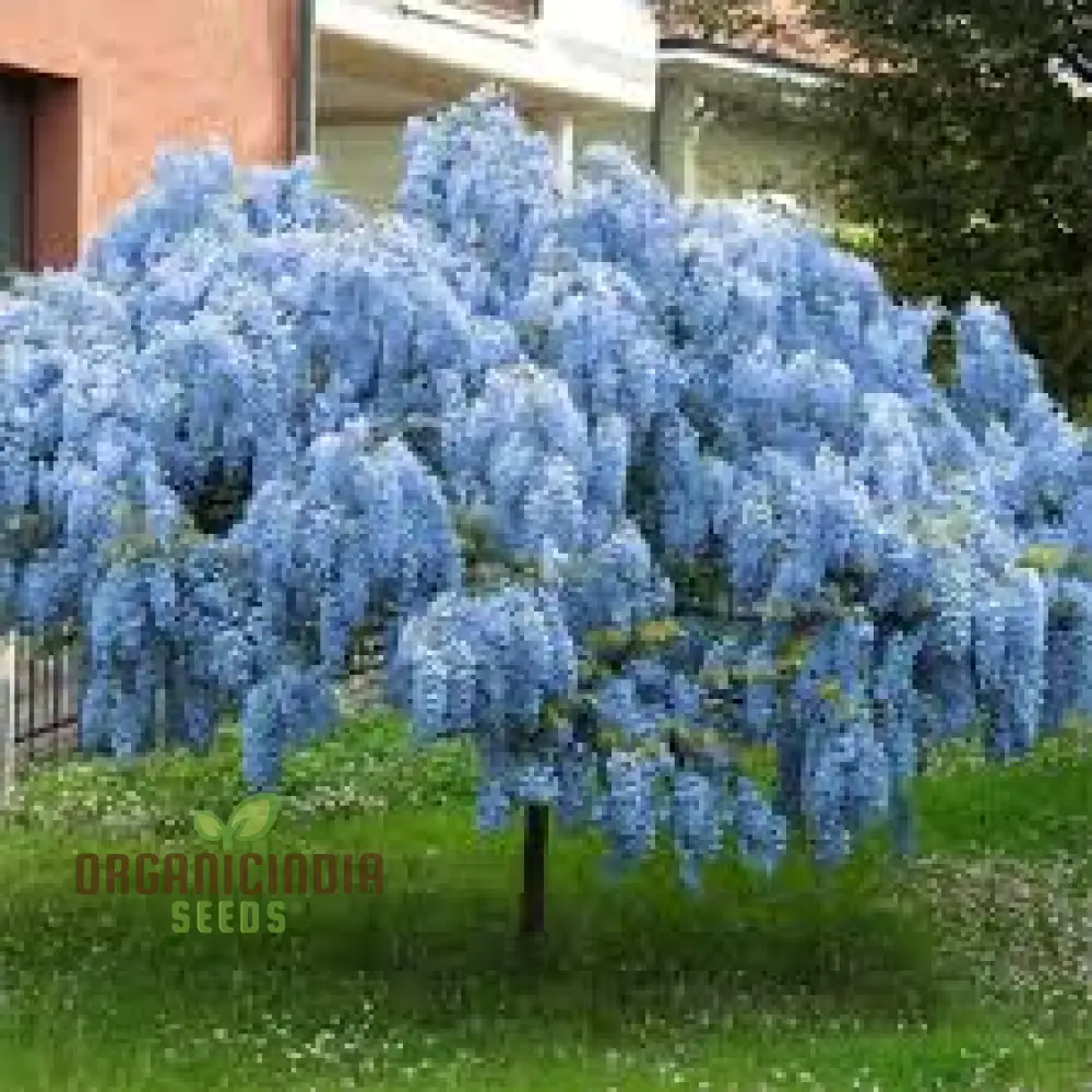 Blue Wisteria Seeds Packet, Blue Wisteria Seeds for Gardening, Premium Blue Wisteria Seeds - Image 2