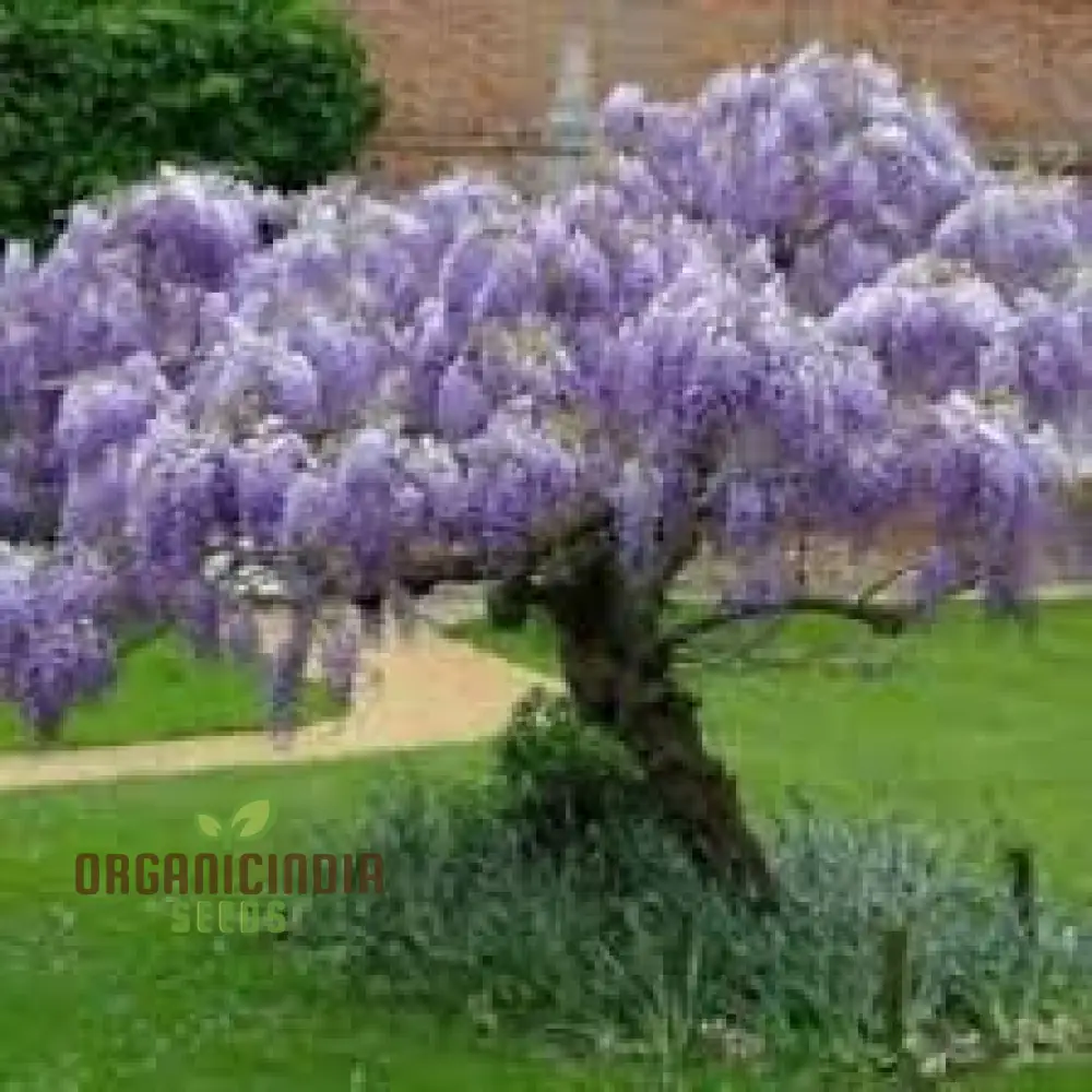 Blue Wisteria Seeds Packet, Blue Wisteria Seeds for Gardening, Premium Blue Wisteria Seeds - Image 3