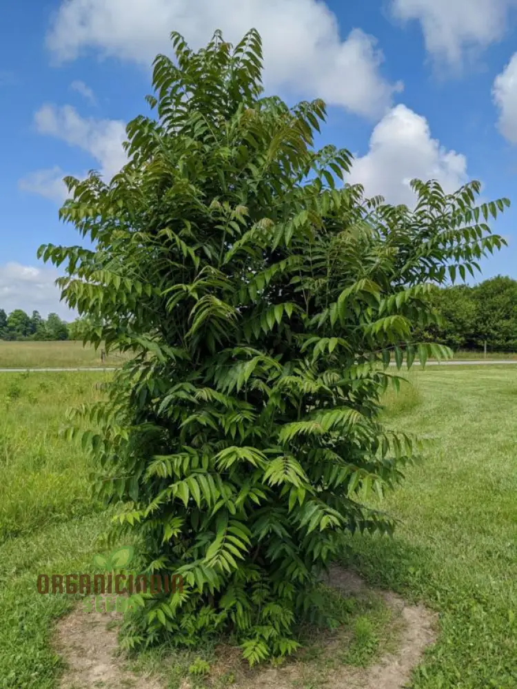 Fresh Green Toona Tree Seeds – Premium Quality Seeds to Grow Hardy, Lush Shade Trees for Home & Garden - Image 3