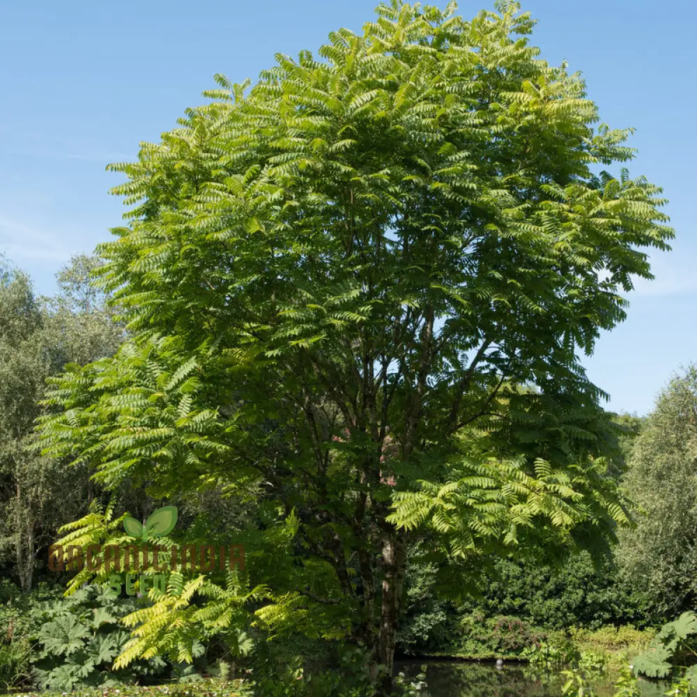 Fresh Green Toona Tree Seeds – Premium Quality Seeds to Grow Hardy, Lush Shade Trees for Home & Garden - Image 4