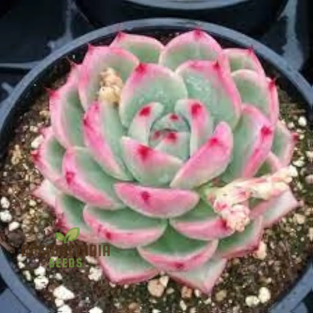 60 Lit hops Pseudotruncatella Succulent Plant Seeds Lit hops Pseudotruncatella Seeds
