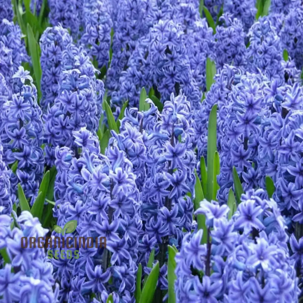 Blue Echte Hyazinthen Plant Seeds, Fragrant Flower Seeds for Planting - Transform Your Garden with Stunning Blue Blooms - Ideal for Gardening Enthusiasts - Image 3