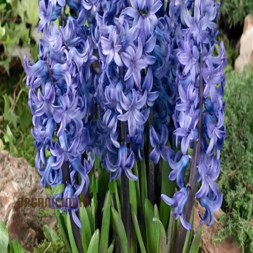 Blue Echte Hyazinthen Plant Seeds, Fragrant Flower Seeds for Planting - Transform Your Garden with Stunning Blue Blooms - Ideal for Gardening Enthusiasts - Image 4