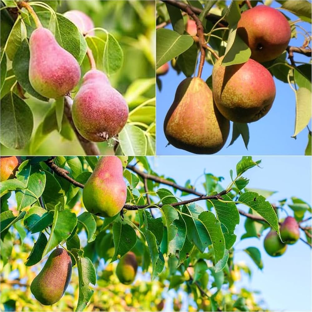 Bartlett Pear Trees for Propagation - Cold Hardy Fruit Live Plant (8 Pieces)
