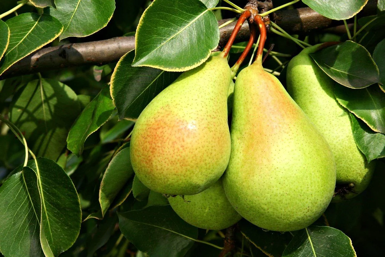 Bartlett Pear Trees for Propagation - Cold Hardy Fruit Live Plant (8 Pieces) - Image 6