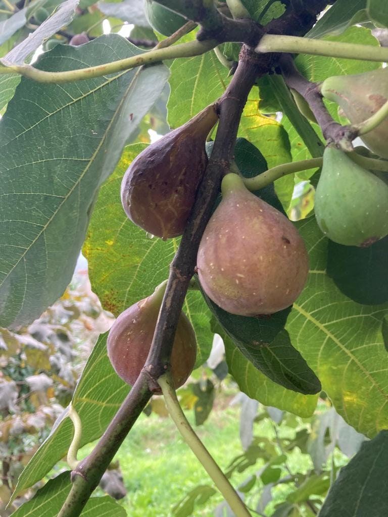 8 Cuttings of Bartlett Pear Trees for Propagation, Cold Hardy Fruit Live Plants (8 Pieces) - Image 3