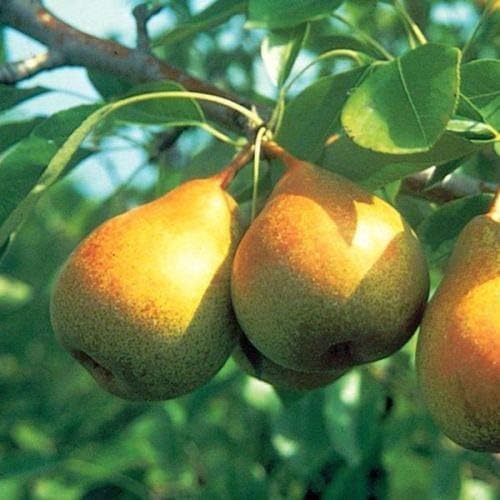 8 Cuttings of Bartlett Pear Trees for Propagation, Cold Hardy Fruit Live Plants (8 Pieces) - Image 4