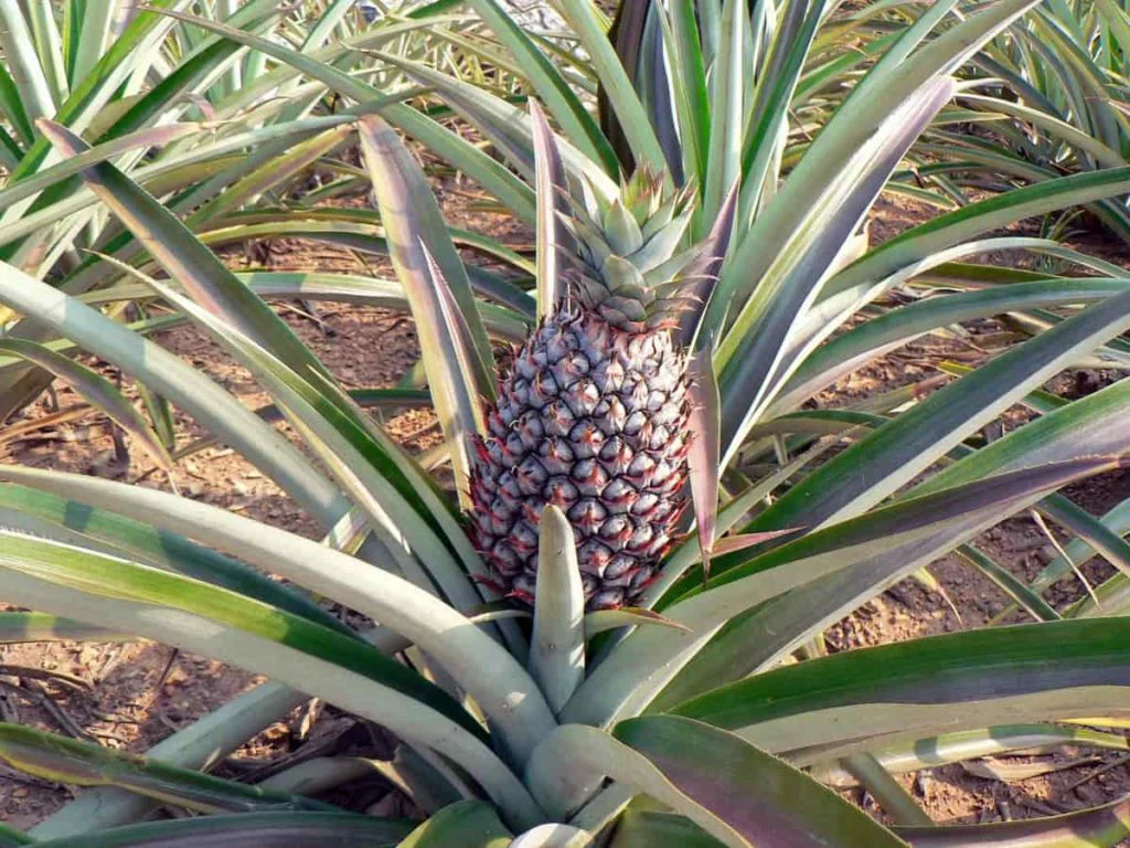 Abacaxi Pineapple Seeds for Planting – Grow Sweet & Juicy Sugarloaf Pineapples - Image 2