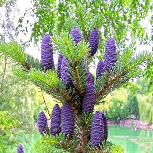 Abies Koreana Seeds, Cultivate Your Own Korean Fir Oasis - Image 2