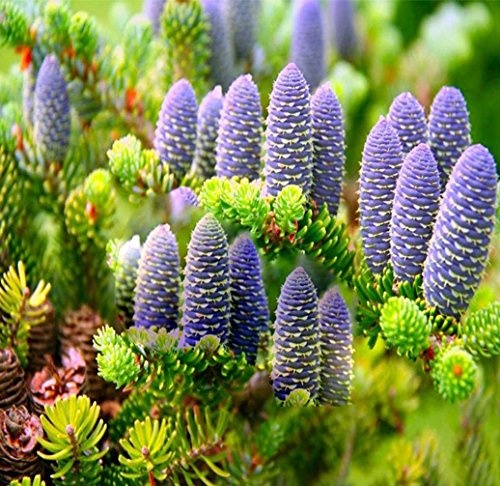 Abies Koreana Seeds, Cultivate Your Own Korean Fir Oasis - Image 3