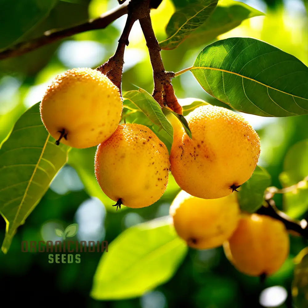 Abiu Fruit Seeds for Planting, Cultivate Your Tropical Garden with Exotic Fruit Seeds